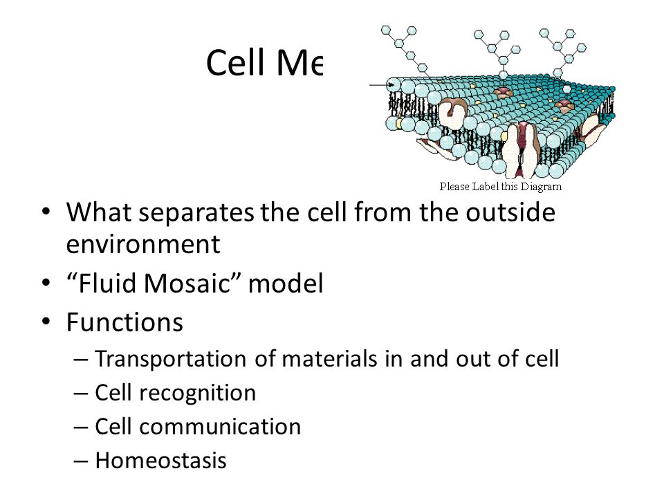 Cell (biology)